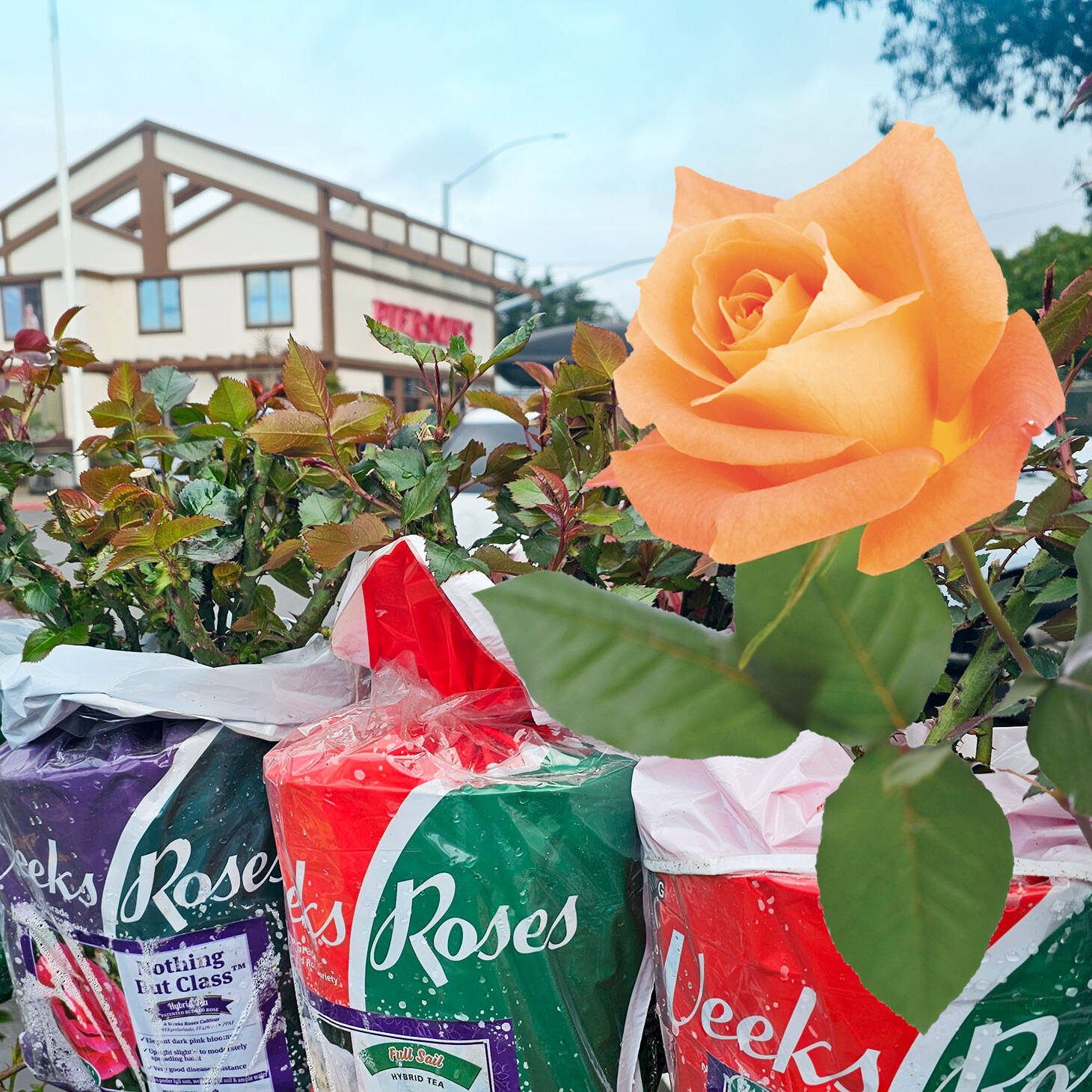 Orange rose superimposed on a photo showing potted bare root roses